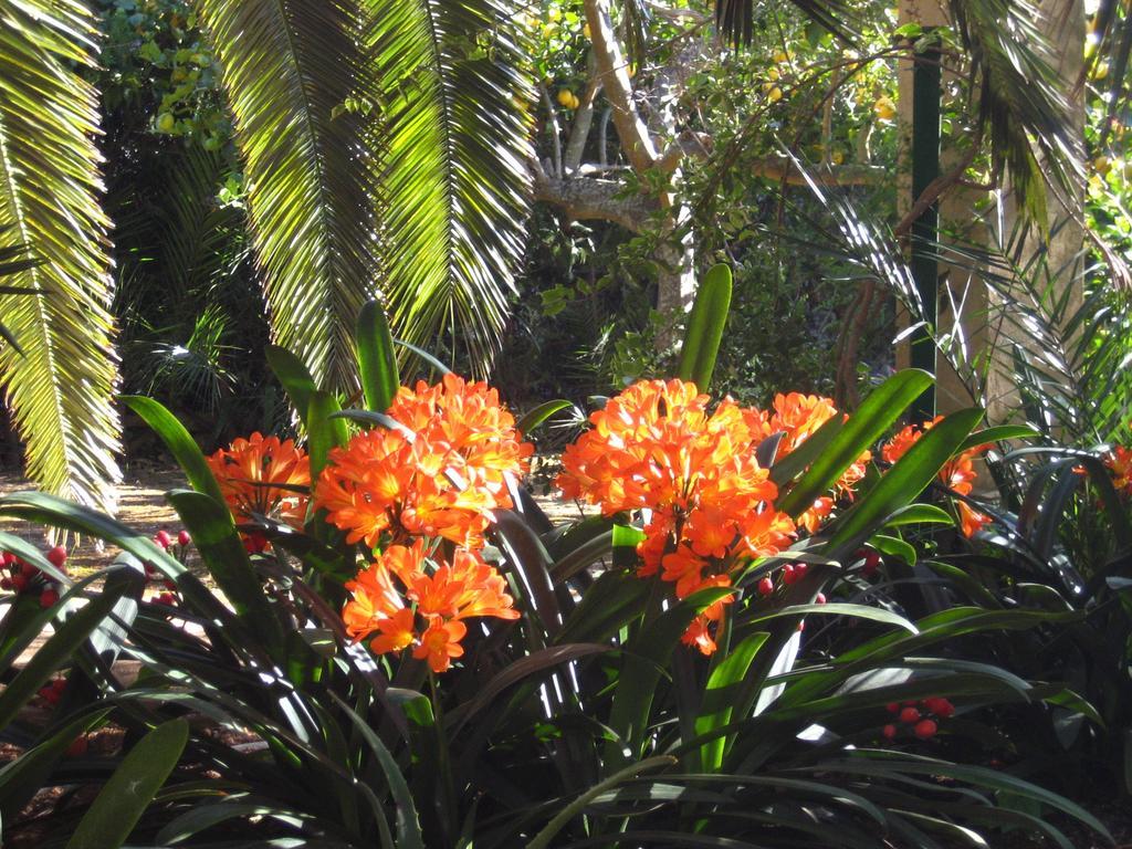 Finca Raims Альгайда Экстерьер фото